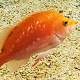 オレンジ色の魚の写真